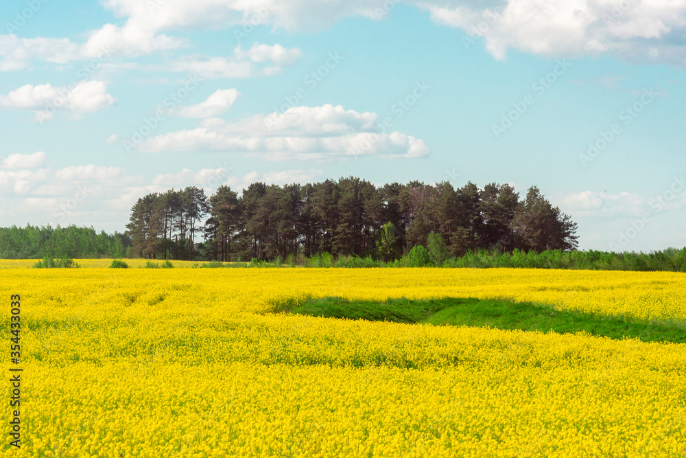 background of rape yellow field and blue sky