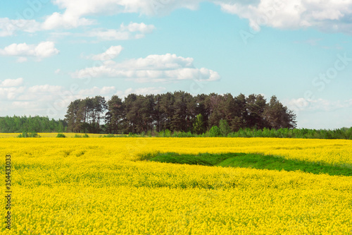 Fototapeta Naklejka Na Ścianę i Meble -  background of rape yellow field and blue sky