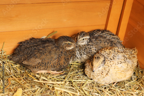 young quails cuddling together