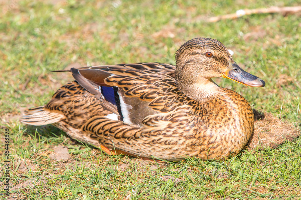 Female Mallard, wild duck (Stockente, Anas platyrhynchos) Female Mallard, wild duck (Stockente, Anas platyrhynchos)