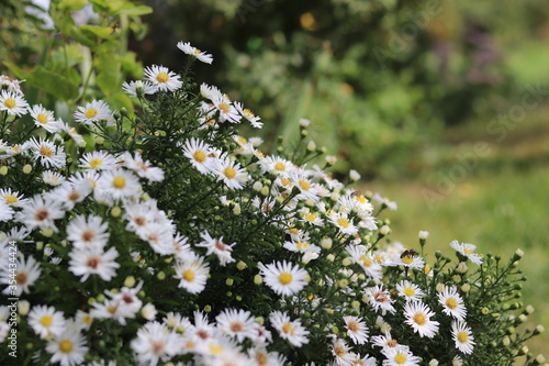 daisies in the garden