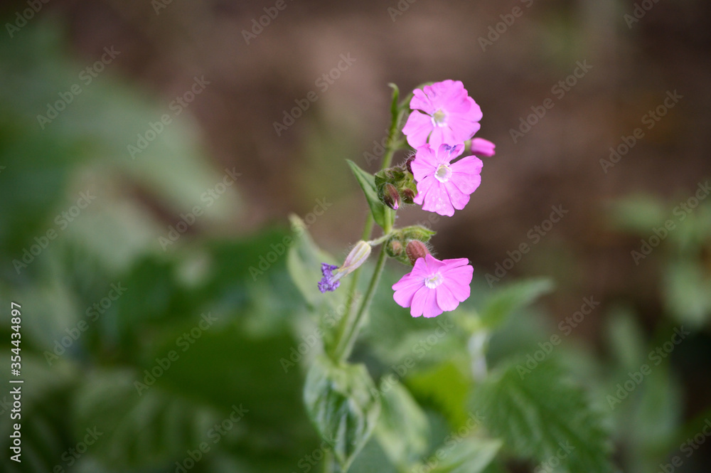 Pink Wild flower in the field Pink Wild flower in the field