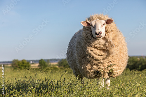 Картината върху платно Wool_Sheep