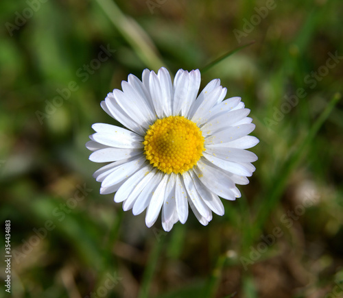 Flowering Daisy Plant