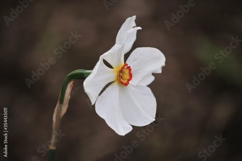Fototapeta Naklejka Na Ścianę i Meble -  Narcissus Flowering Plant