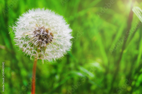 Dandelion on the green grass. Floral background. The concept of spring summer.  Selective focus  copy space. 