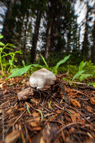 mushroom fruiting on the forest floor