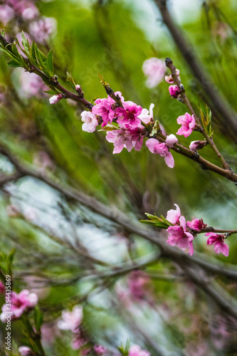 Dark and light pink blossoms in springtime