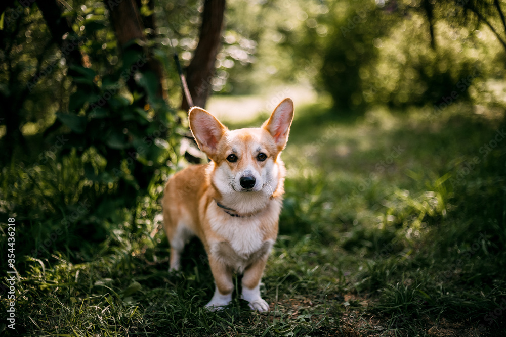Summer Corgi on the grass in the park