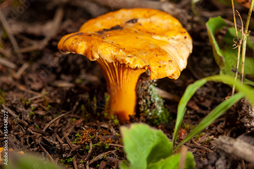 chanterelle mushroom in the forest
