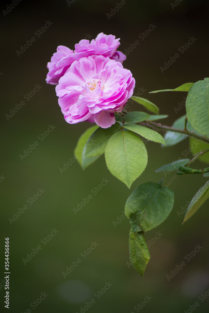 Fototapeta premium Closeup of pink roses in a public garden