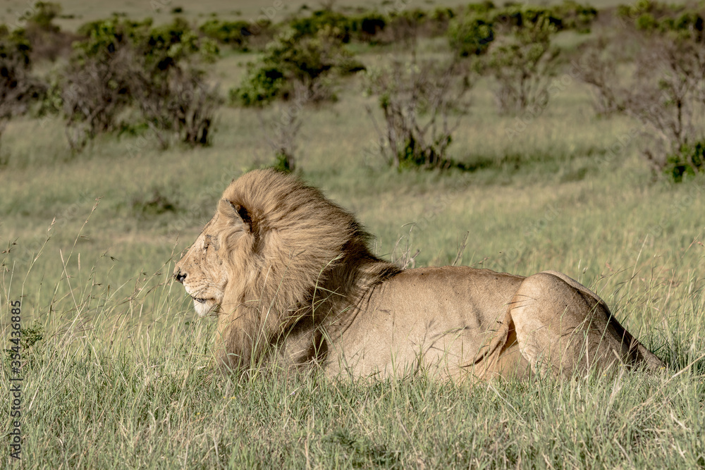 Wildlife Wildlife