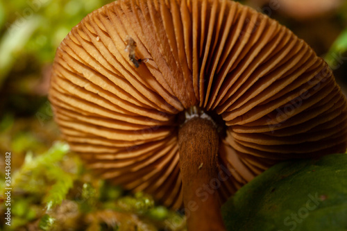 gill mushroom in the forest