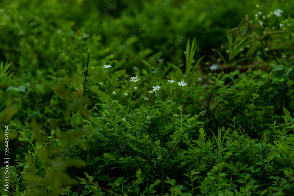 green grass background. Stellaria graminea green grass background. Stellaria graminea