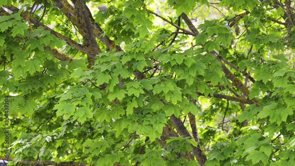 Maple tree branches with green leaves swinging with wind on windy summer day. Maple tree branches with green leaves swinging with wind on windy summer day.