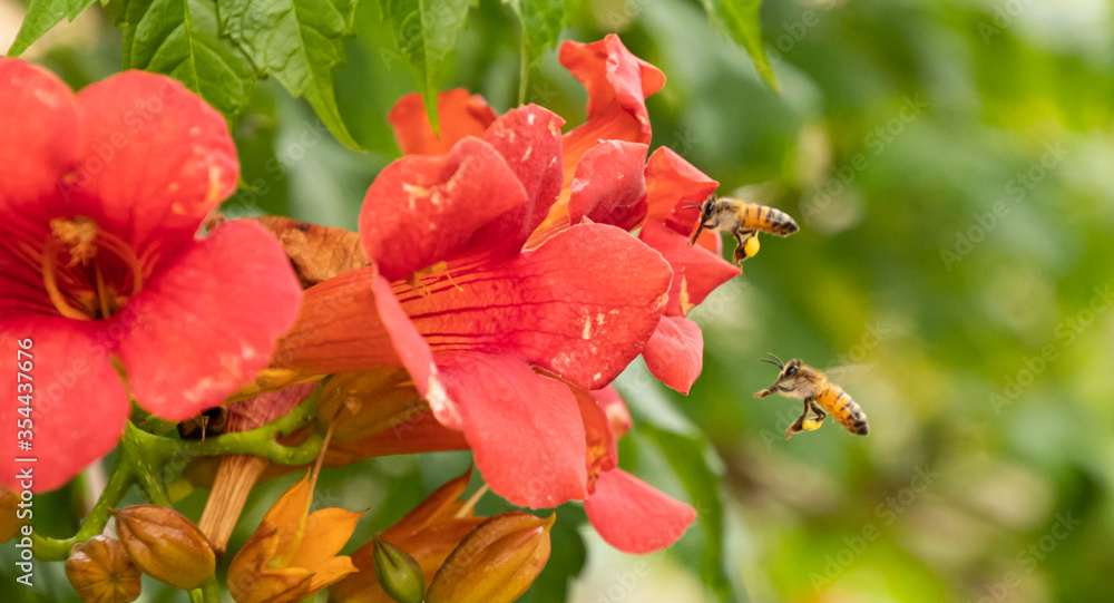 Closeup of Two Bees flying toward orange Trumpet Creeper flowers