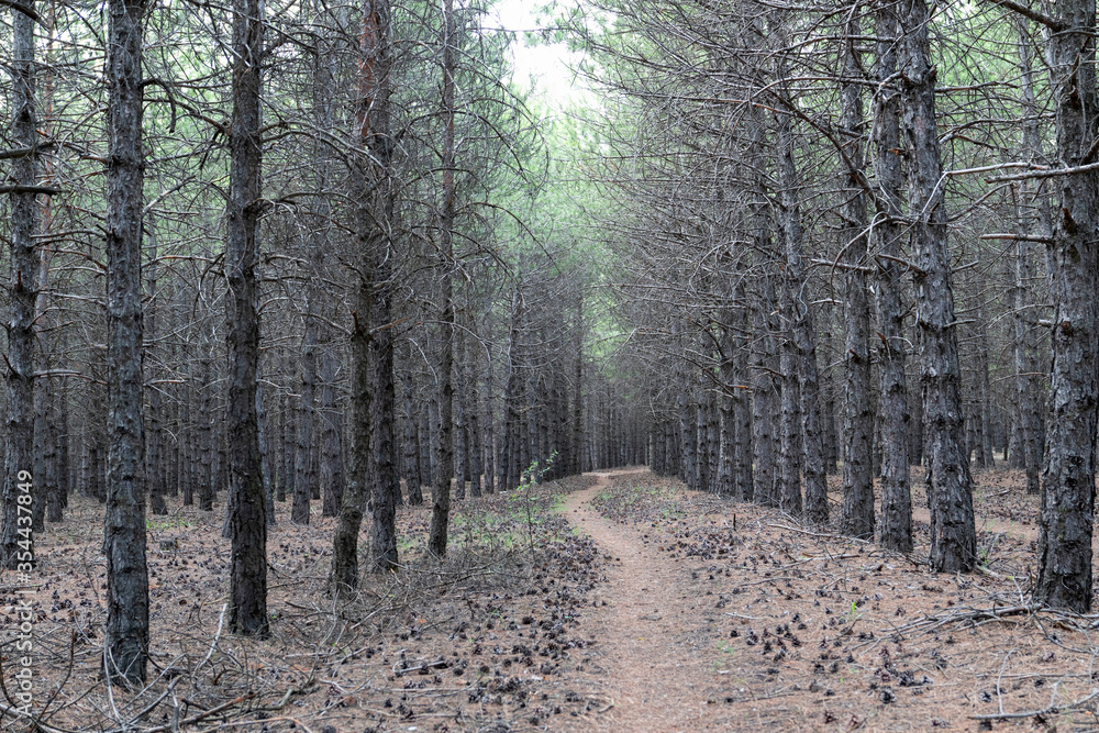 Pathway among pine trees in a forest near lake eymir, Ankara, Turkey. Pathway among pine trees in a forest near lake eymir, Ankara, Turkey.