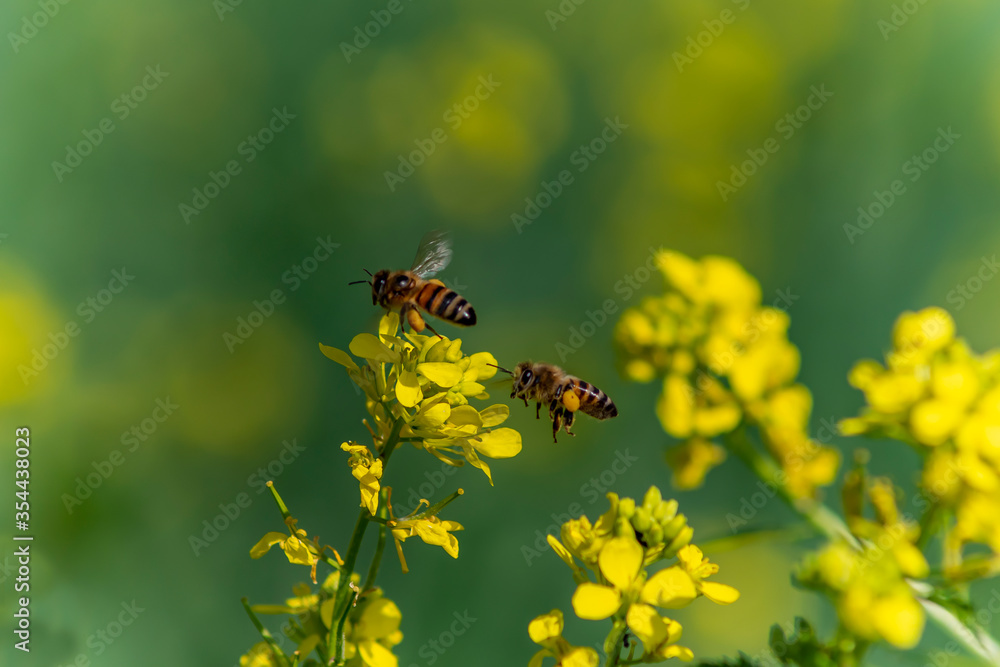 Honey Bee collecting pollen on yellow rape flower against green background Honey Bee collecting pollen on yellow rape flower against green background