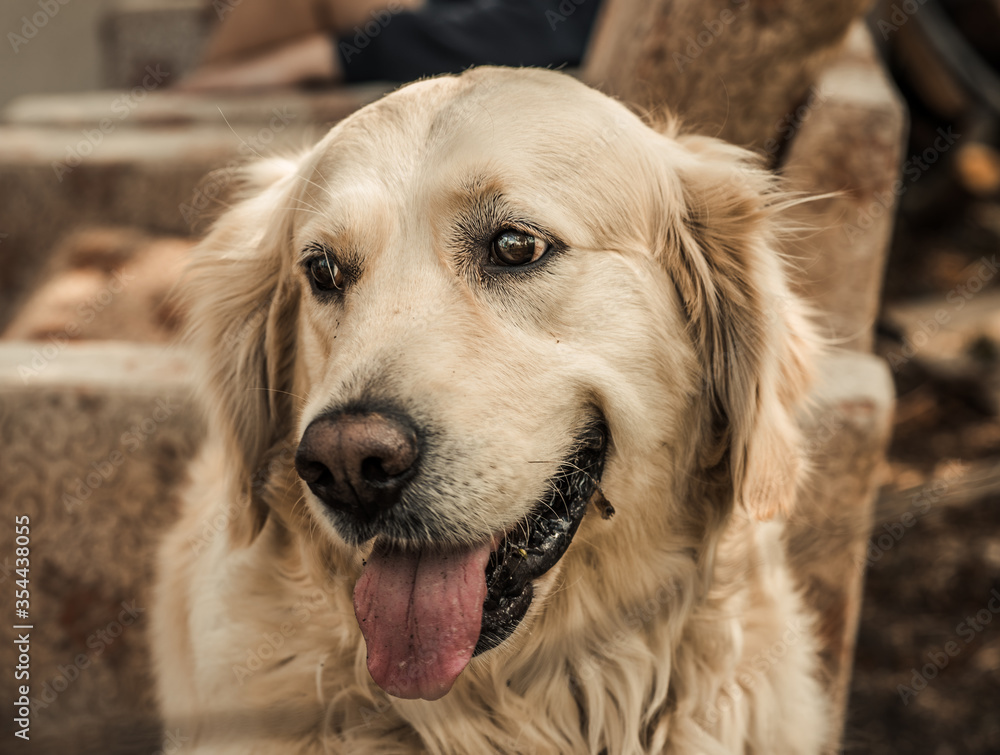 Golden retriever dog / labrador / on the grass on a background of green nature Golden retriever dog / labrador / on the grass on a background of green nature