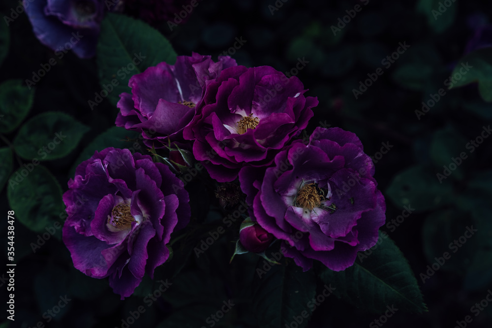 Growing flowers of purple roses Growing flowers of purple roses