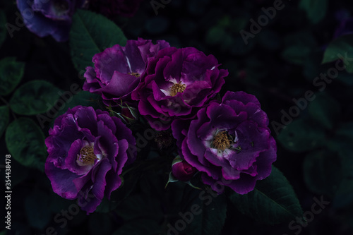 Growing flowers of purple roses