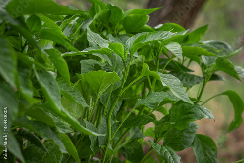 green leaves background from top view, Piper sarmentosum or Wildbetal leafbush Thai herb