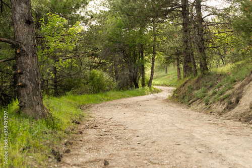 Pathway among pine trees in a forest near lake eymir  Ankara  Turkey.