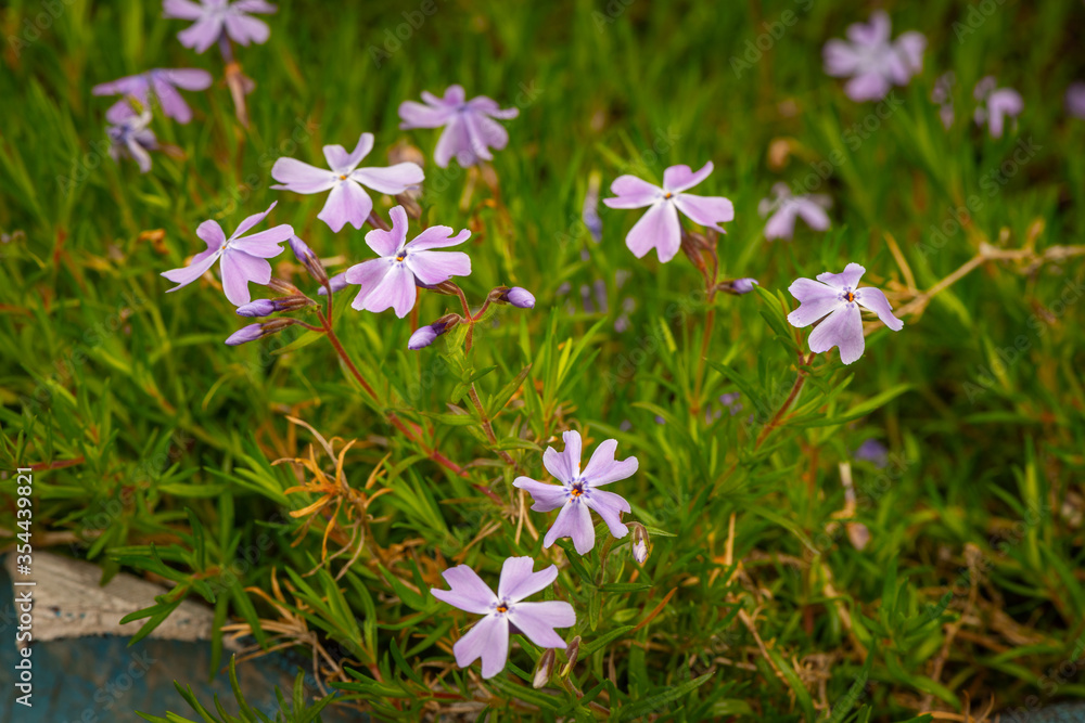 little purple flowers in the leaves. Floral background with a lot of small purple flowers. little purple flowers in the leaves. Floral background with a lot of small purple flowers.