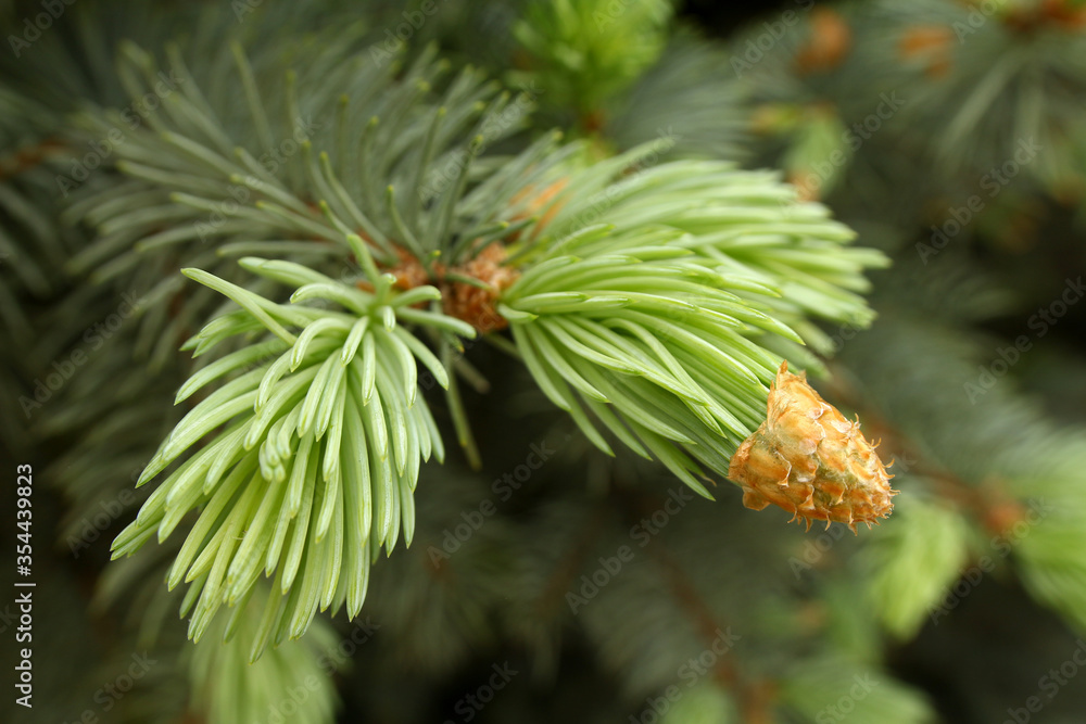 Fototapeta premium Photo of a blue spruce with old and young soft needles.