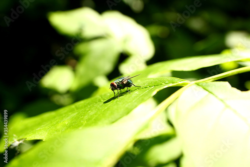 A closeup of a fly that sits on a green leaf in nature. © IULIIA