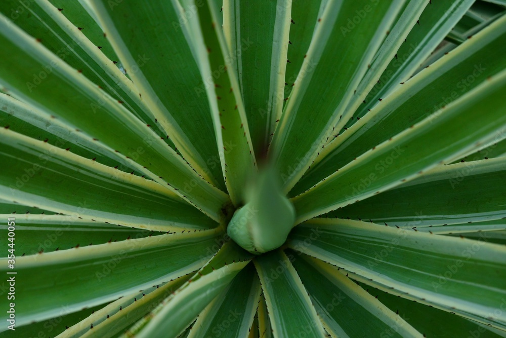 Fototapeta premium Agave