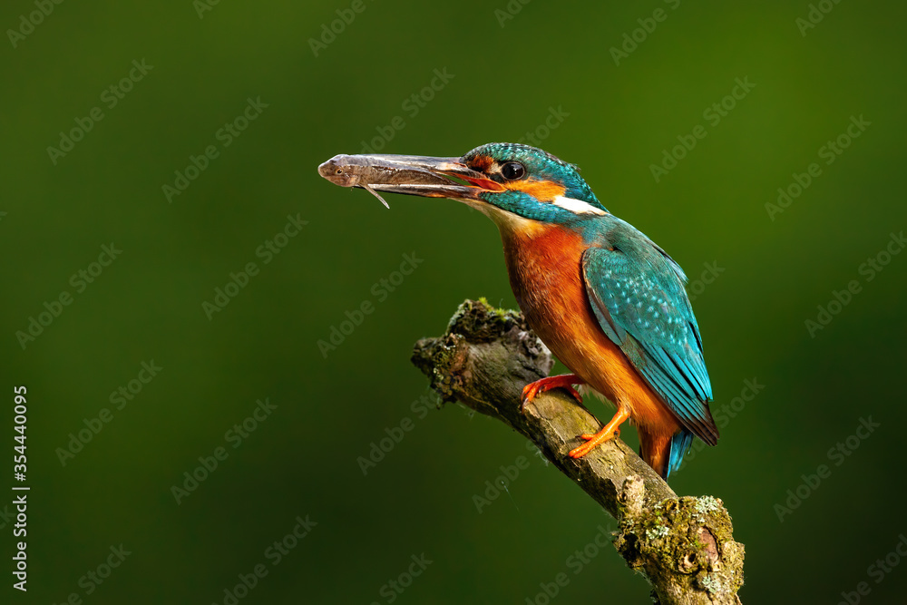 Obraz premium Elegant common kingfisher, alcedo atthis, stretching forward and holding a fish in beak in summer nature at sunrise. Exotic looking wild animal with colorful plumage with copy space.