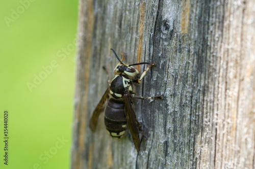 Bald Faced Hornet in Springtime
