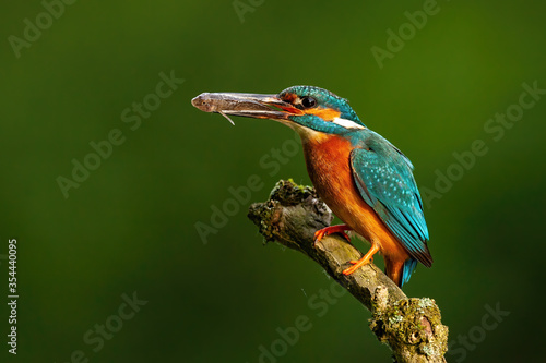 Elegant common kingfisher, alcedo atthis, stretching forward and holding a fish in beak in summer nature at sunrise. Exotic looking wild animal with colorful plumage with copy space.