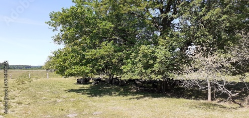 Störkathner Heide bei Kellinghusen photo