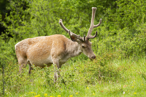 Majestic red deer, cervus elaphus, stag feeding on green bush in summer nature. Male animal with antlers growing and covered in velvet feeding in green environment from from side view.