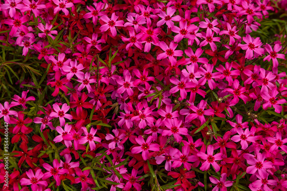 Background image - flowerbed planted with small bright pink flowers.
