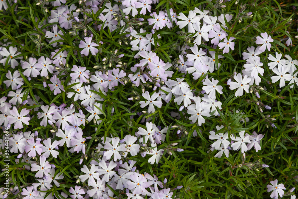 Fresh white spring flowers grow among green grass Fresh white spring flowers grow among green grass