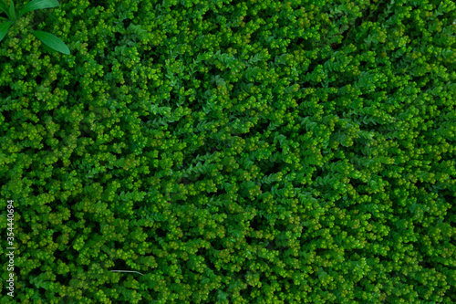 Background image - flowerbed covered with fresh green grass that looks like a dense forest.