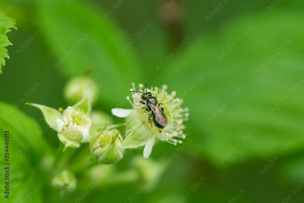 Small Carpenter Bee on Black Raspberry Flowers Small Carpenter Bee on Black Raspberry Flowers