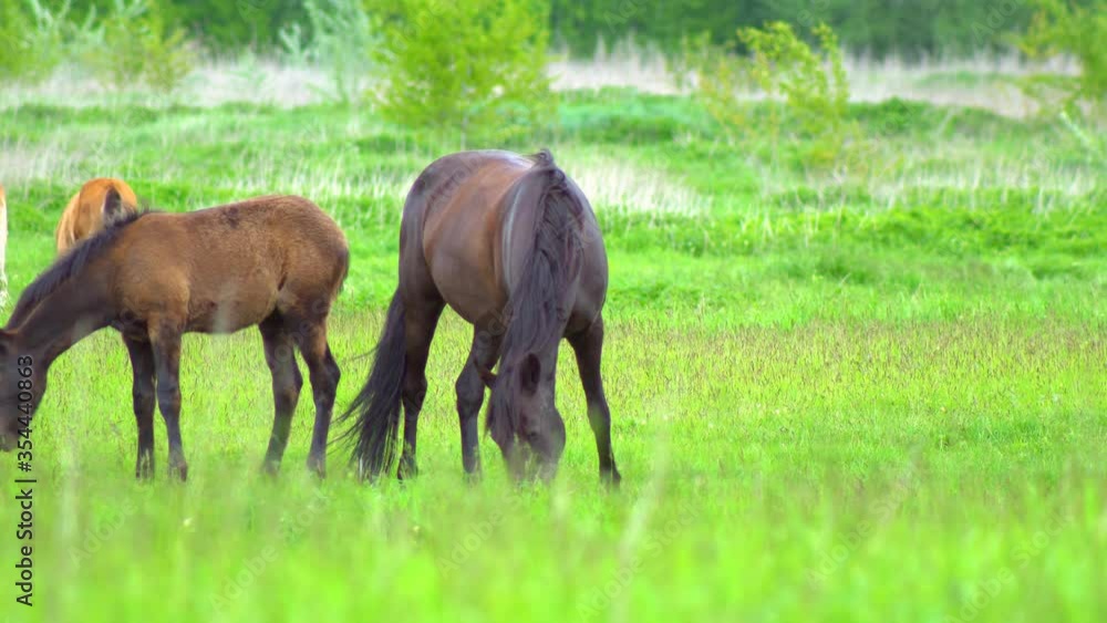 Beautiful thoroughbred horses graze pinching grass in a picturesque spring meadow Beautiful thoroughbred horses graze pinching grass in a picturesque spring meadow