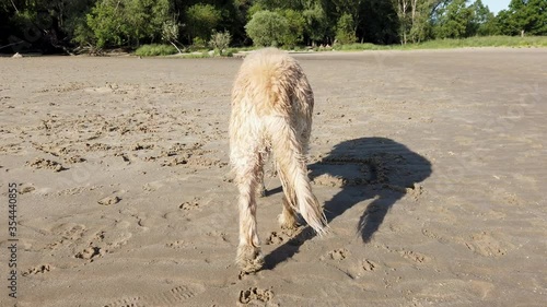 Beach_Dog