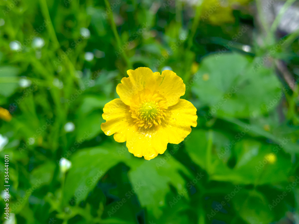 yellow flower on green background yellow flower on green background