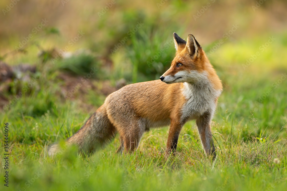 Curious red fox, vulpes vulpes, looking behind over shoulder on a meadow with green grass at sunset in summer. Fluffy mammal with large ears observing in nature.