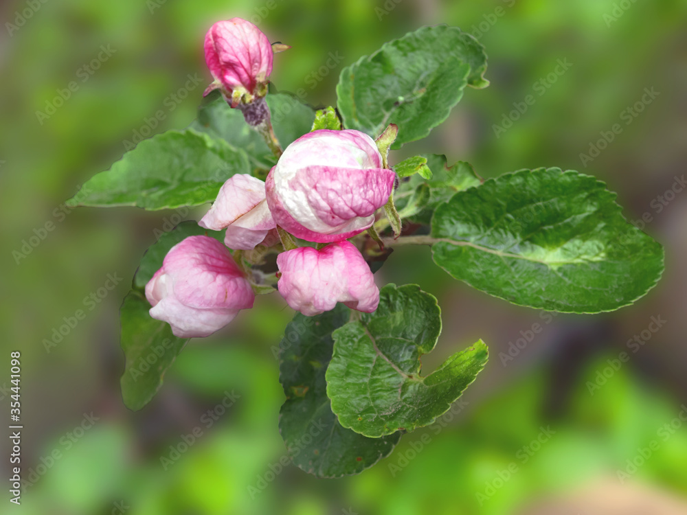 The opening pink buds of Apple trees The opening pink buds of Apple trees