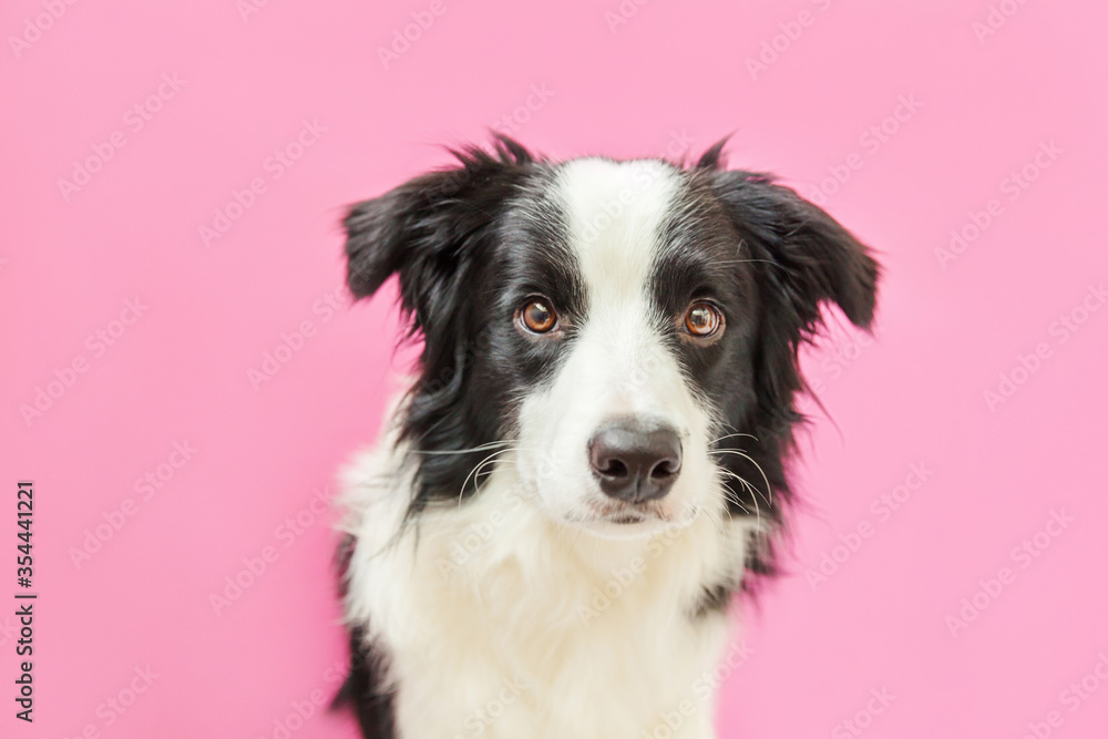 Funny studio portrait of cute smiling puppy dog border collie isolated on pink background. New lovely member of family little dog gazing and waiting for reward. Pet care and animals concept