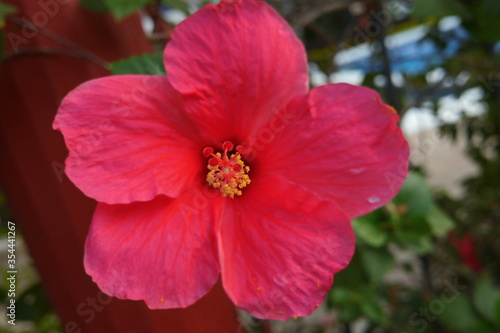 Pink flower
