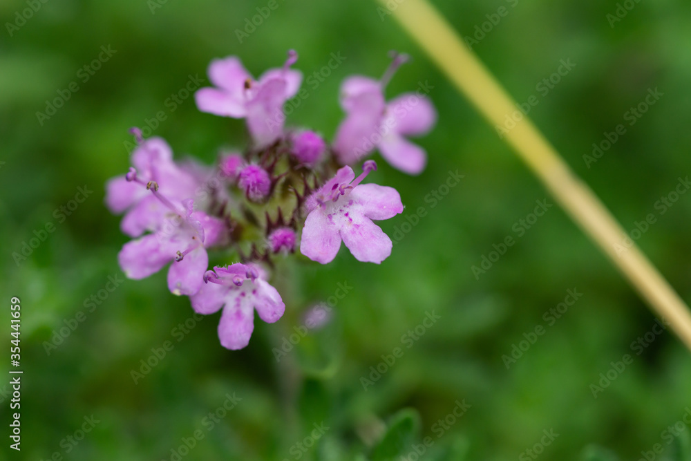 Creeping Thyme Flowers in Springtime Creeping Thyme Flowers in Springtime