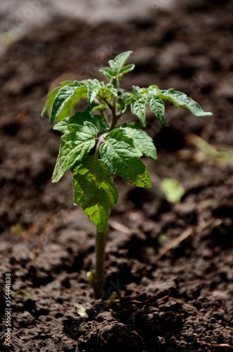 young small tomato plant growing in the soil in the kitchen garden. Organic farm products, healthy and vegetarian food.	