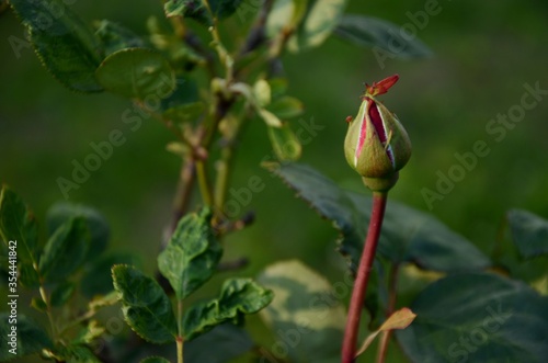 red rose bud on a background of green leaves in the rays of the evening sun growing in a flower bed  beautiful floral background    opy space